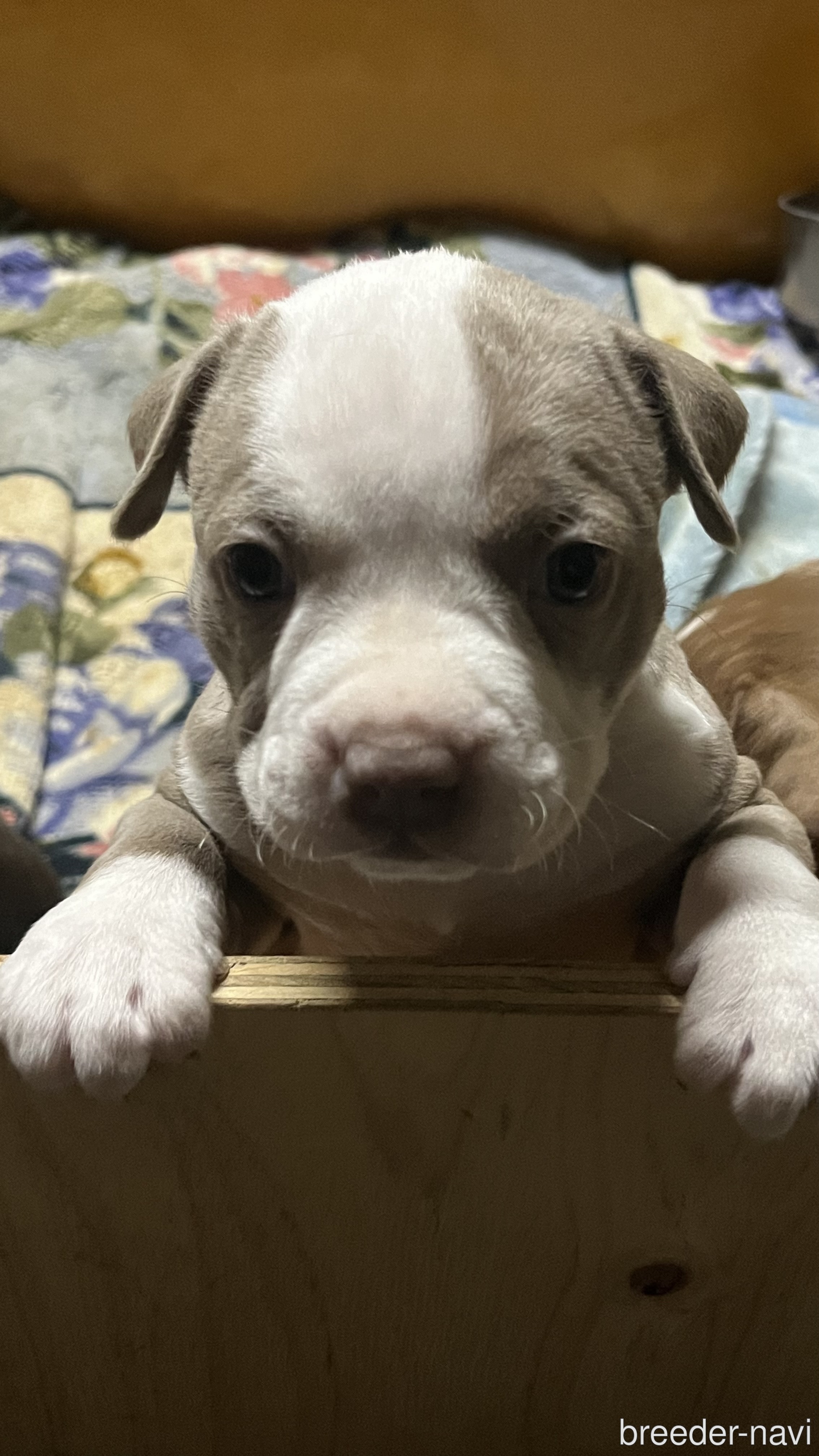 祝儀園ブリーダー