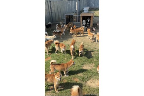 菊地弥紗子ブリーダーの詳細