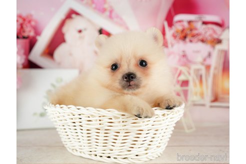 ポメラニアンの人専用 ポメラニアン【茨城県・男の子・2025年8月5日・ホワイト】爆毛で