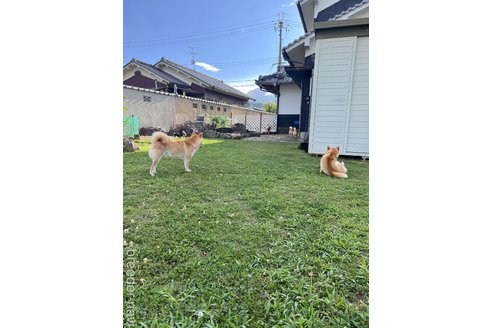 松室明香ブリーダーの詳細
