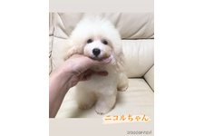 母親犬