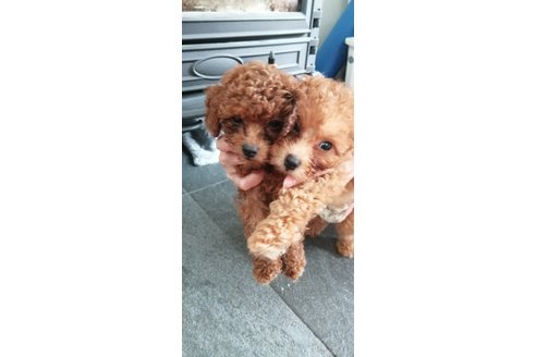 金子真実ブリーダーの詳細の1枚目