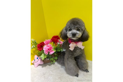 江里川純子ブリーダーの詳細の1枚目