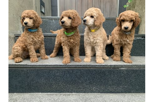横家章恵ブリーダーの詳細