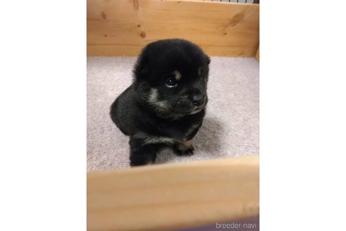 辻野一美ブリーダーの詳細