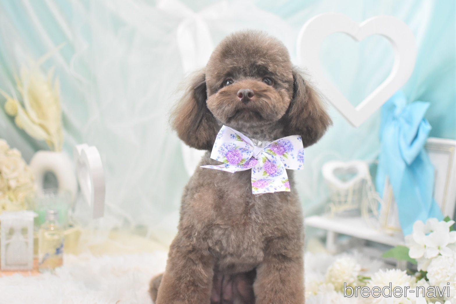 村上ブリーダー