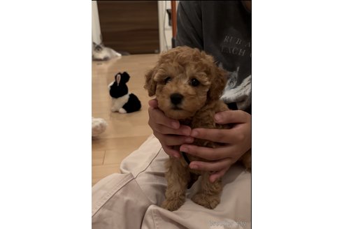 山田かおりブリーダーの詳細