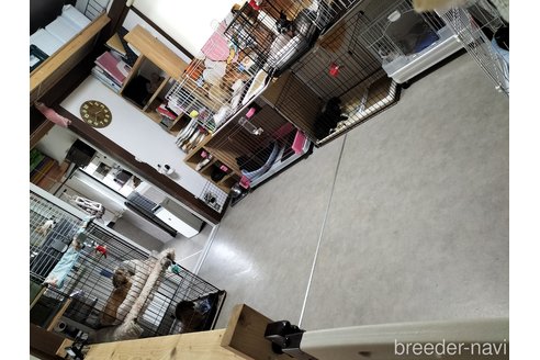 原恵ブリーダーの詳細
