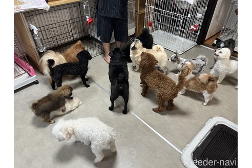 原恵ブリーダーの詳細