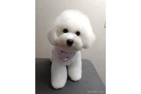 原恵ブリーダーの詳細