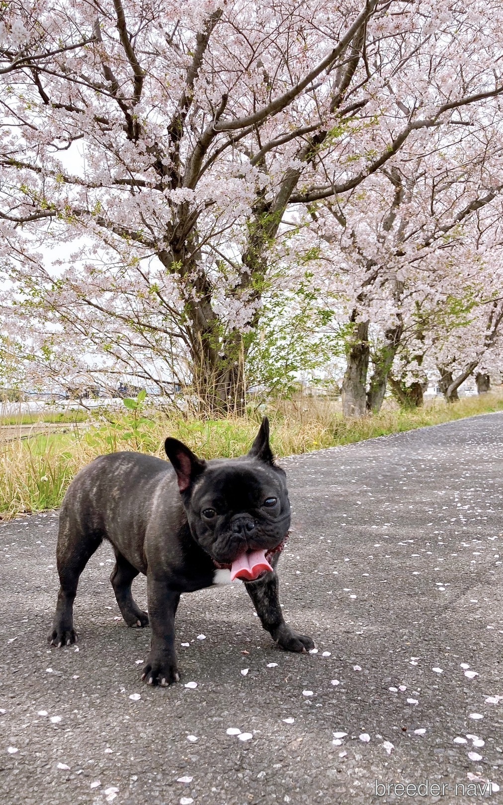 大里ブリーダー