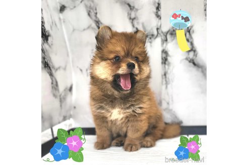 ペッツファースト神戸北店 | 🐶 . NEW FACE✨ . 🐾ポメラニアン