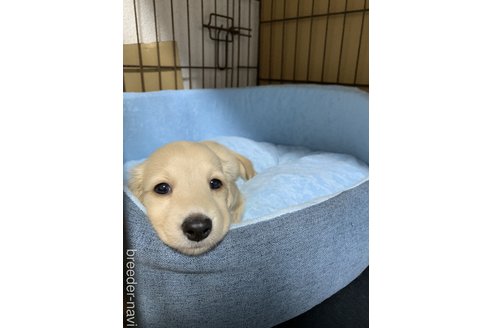 小林綾ブリーダーの詳細の1枚目