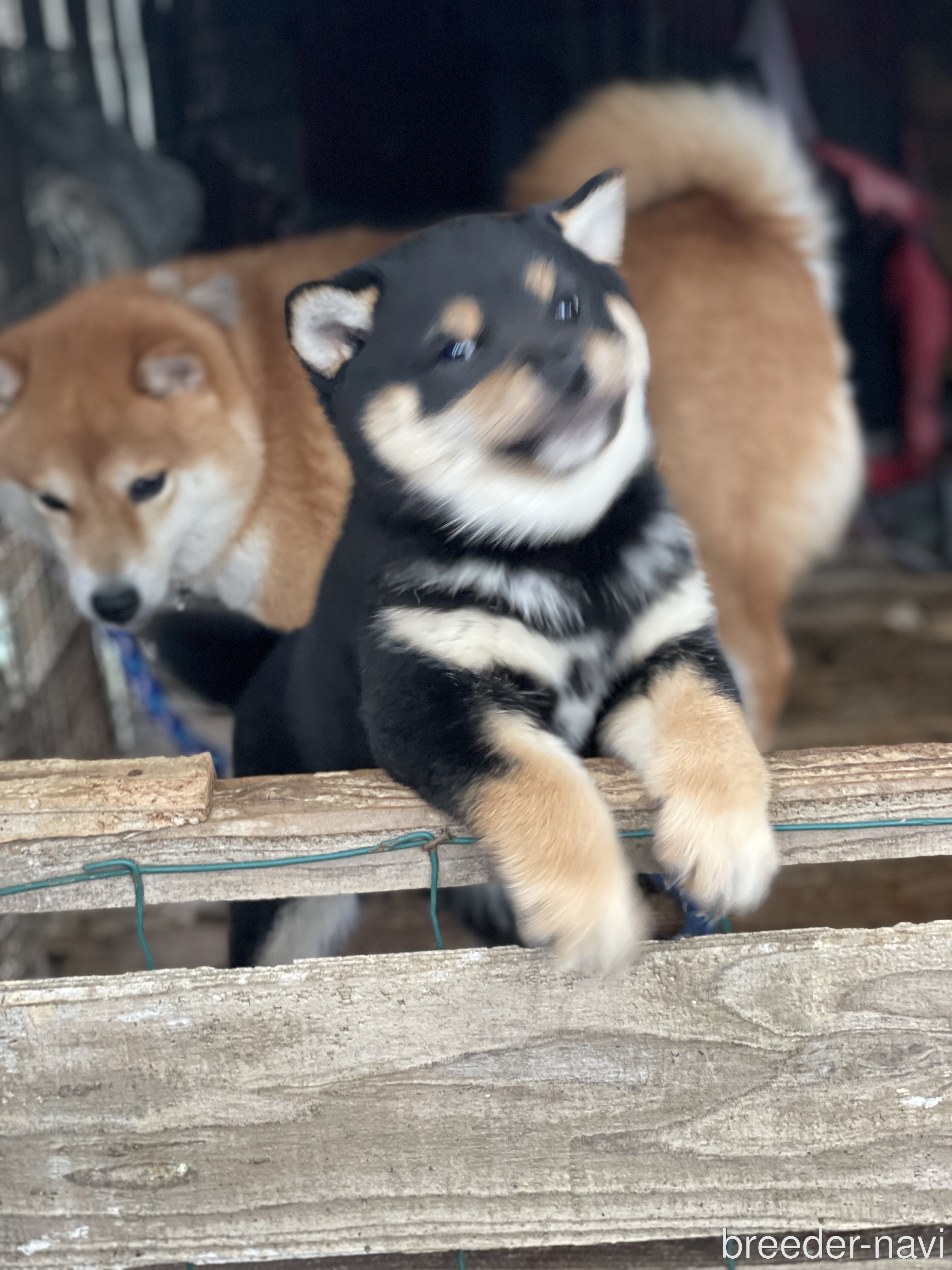 毛利ブリーダー