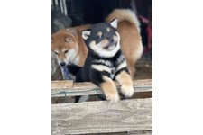 毛利三英ブリーダー