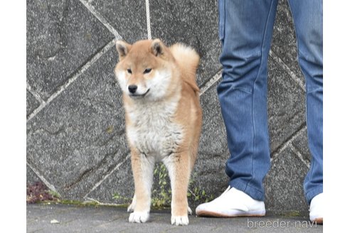 柏井道敬ブリーダーの詳細