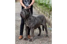 大内 タダシ　トム