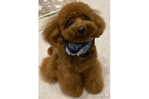 石原いち子ブリーダーの詳細