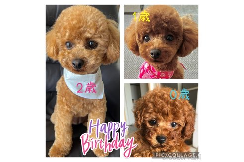 石原いち子ブリーダーの詳細