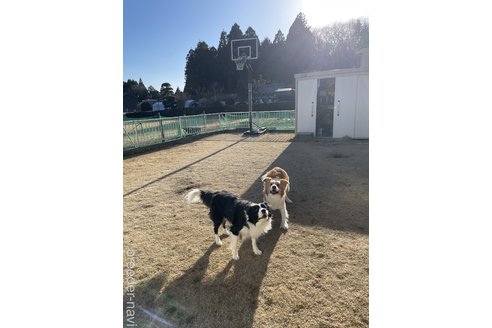 菊地真佑美ブリーダーの詳細