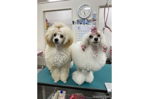 喜島康博ブリーダーの詳細