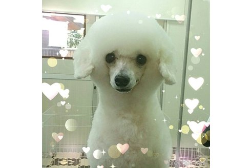 喜島康博ブリーダーの詳細