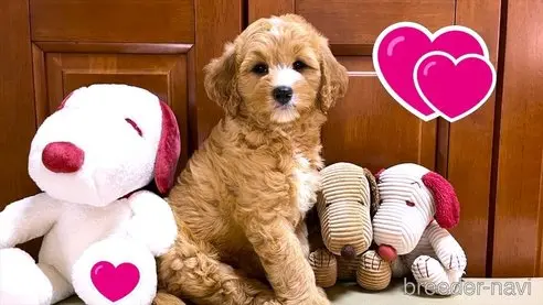 成約済の茨城県のミックス犬-322295の2枚目