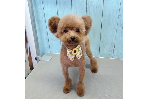 橋爪浩一ブリーダーの詳細