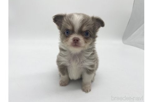 愛知県のチワワ(ロングコート)｜男の子・2024/05/28生まれ・イザベラ