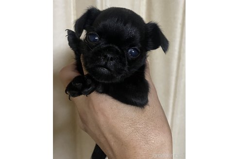 高田和彦ブリーダーの詳細の1枚目