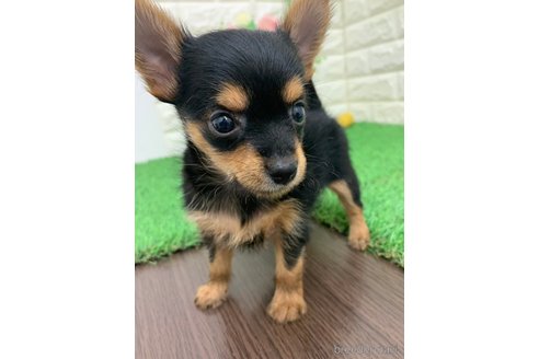 ヨーチー:ヨークシャーテリア×チワワの子犬を探す｜ブリーダーナビ