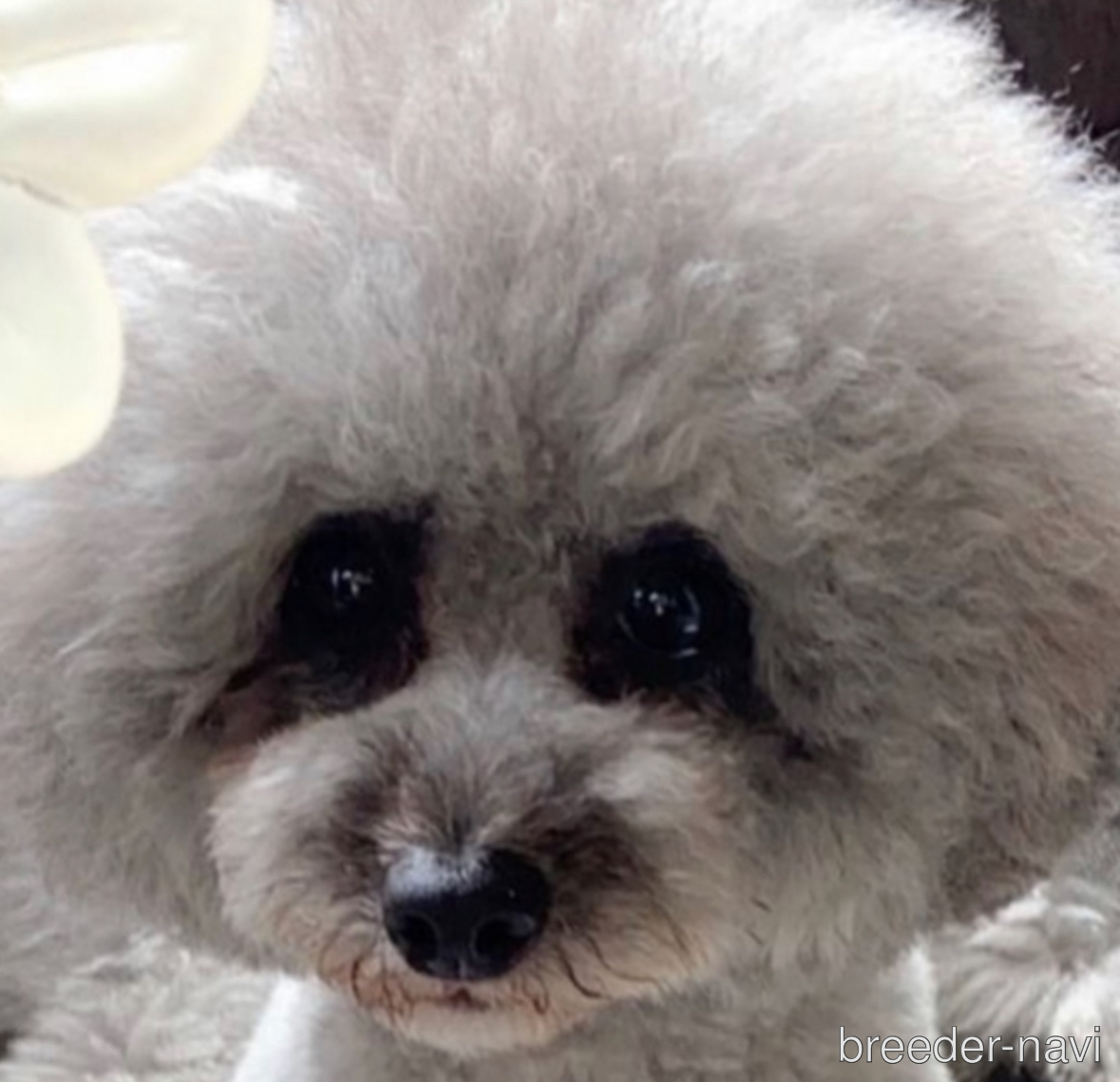 江幡ブリーダー