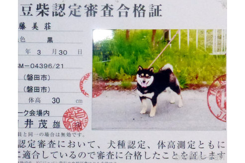 販売中の豆柴の親犬