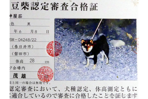販売中の豆柴の親犬
