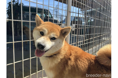 販売中の柴犬の親犬