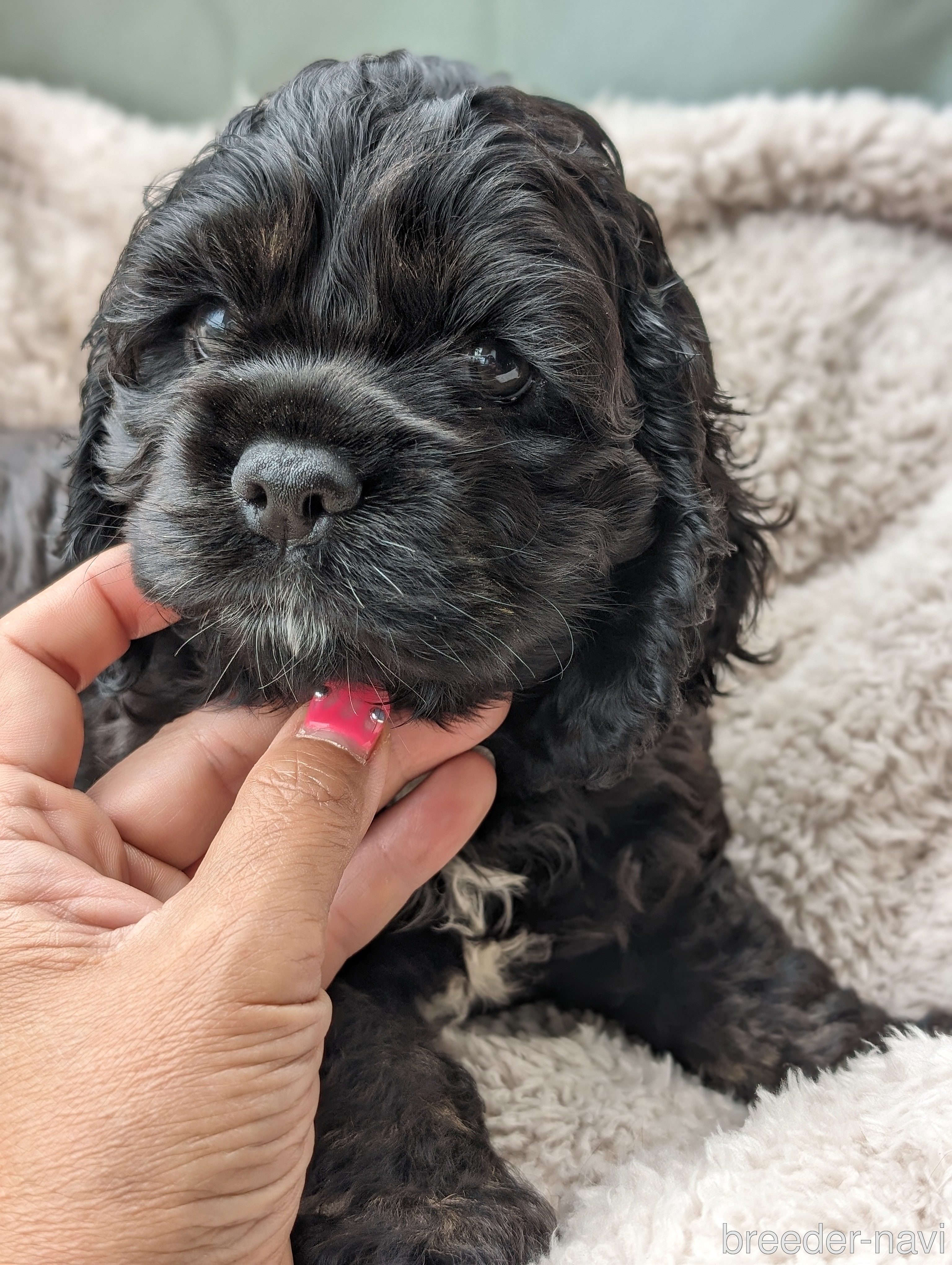 倉橋ブリーダー