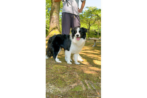 尚洪嬌ブリーダーの詳細