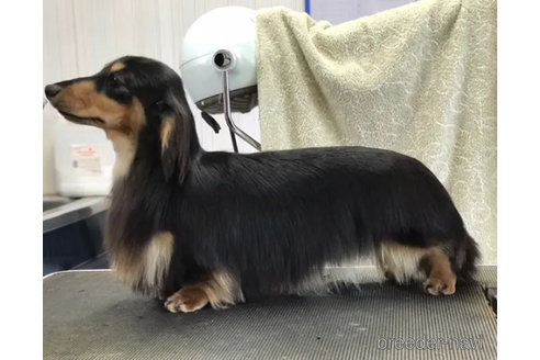 販売中のミニチュアダックスフンド(ロングヘアード)の親犬