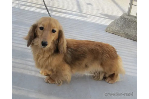 販売中のミニチュアダックスフンド(ロングヘアード)の親犬