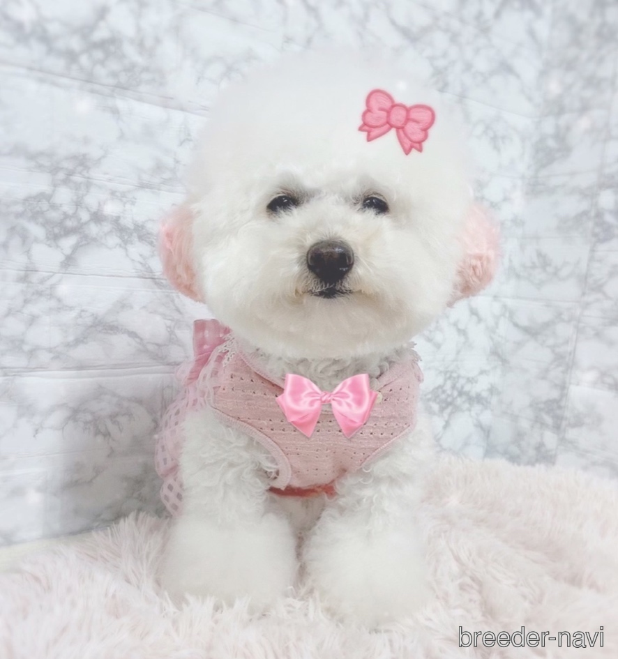 中原ブリーダー