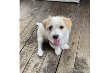 KAMIZAKIPAULO TOSHIO