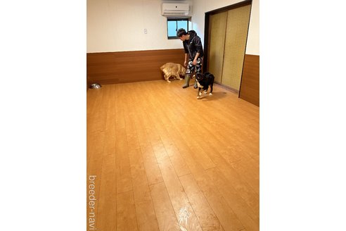 KAMIZAKIPAULOTOSHIOブリーダーの詳細