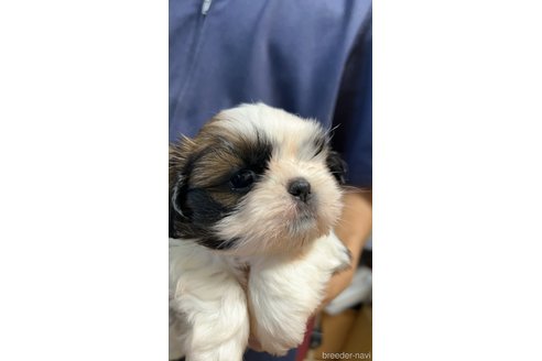 中山美加ブリーダーの詳細の1枚目