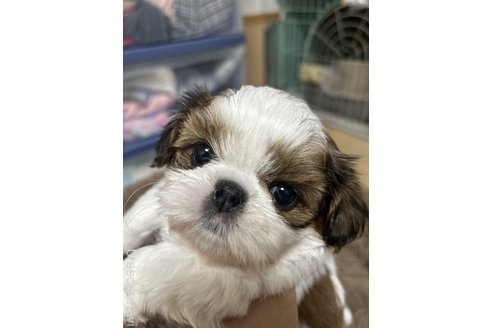 中山美加ブリーダーの詳細