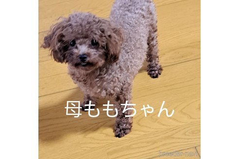販売中のトイプードルの親犬