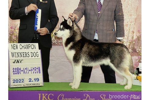 平子盛雄ブリーダーの詳細