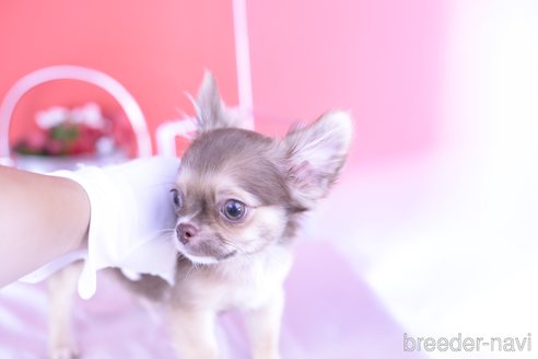 成約済の愛知県のチワワ(ロングコート)-309406の3枚目