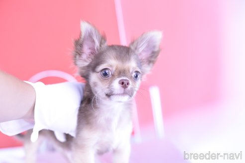 成約済の愛知県のチワワ(ロングコート)-309406の5枚目