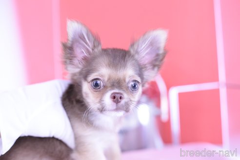 成約済の愛知県のチワワ(ロングコート)-309406の2枚目