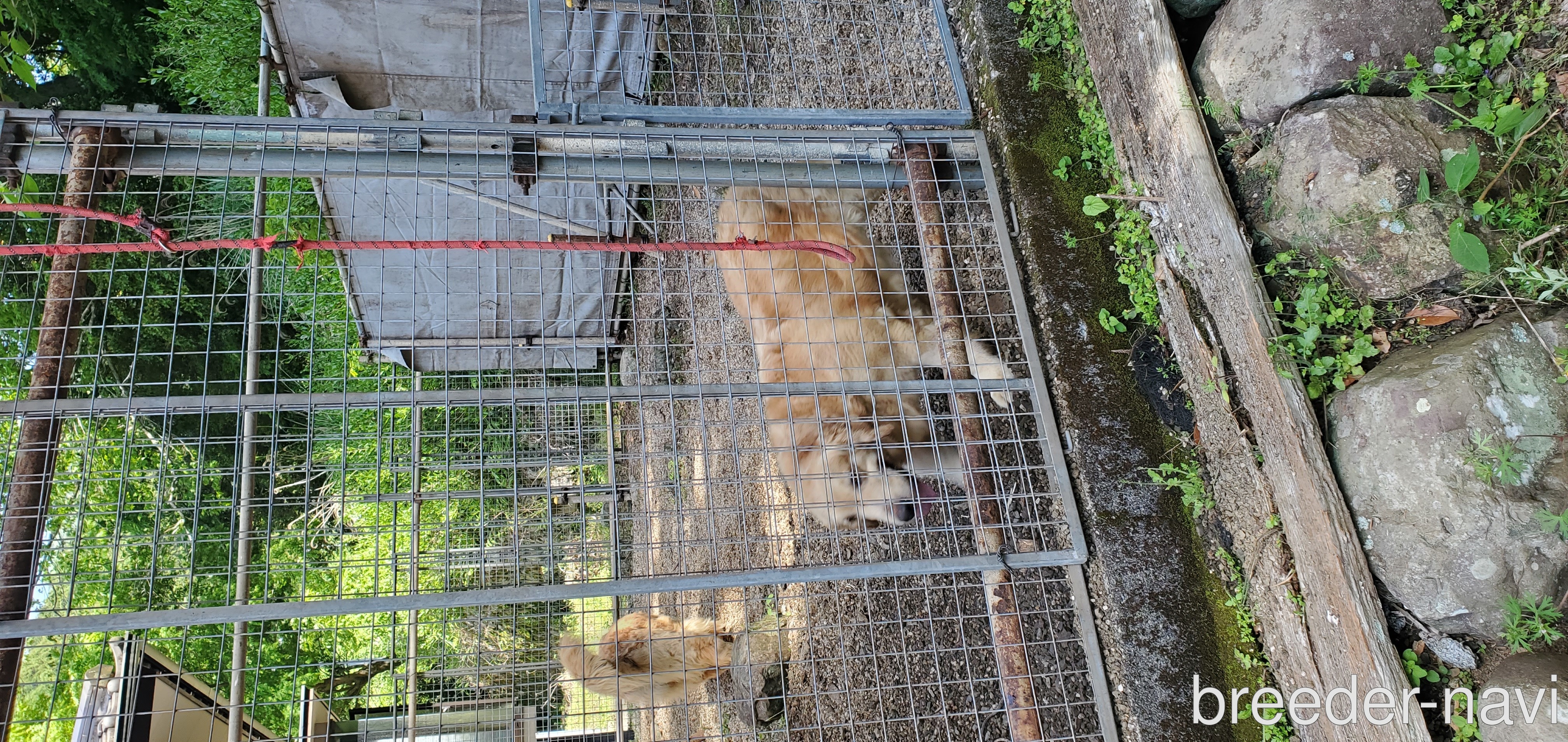 嶋野ブリーダー